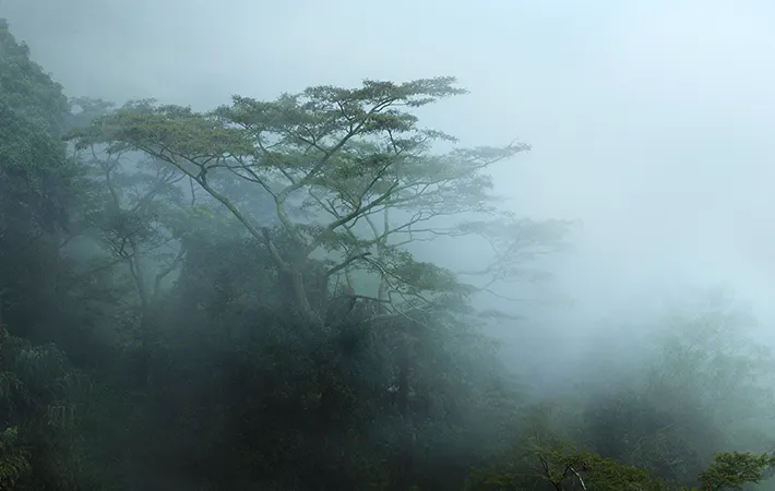 雨の写真