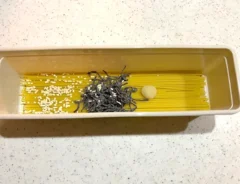 パスタ料理