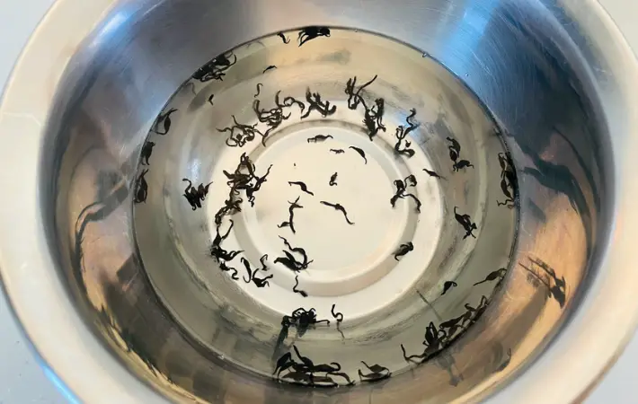 めひじきを水で戻している画像（撮影：エニママ）