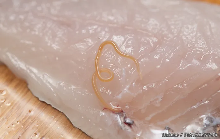 アニサキスの写真