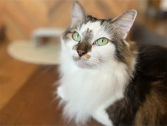 ブックエンドで作った台の前にいる猫（撮影：grapeライフハック編集部）