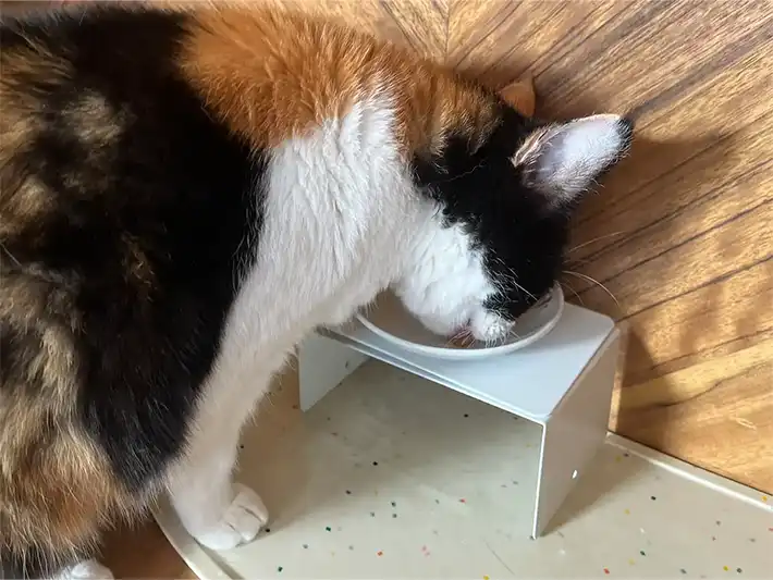 ブックエンドで作った台の食器からごはんを食べる猫（撮影：grapeライフハック編集部）