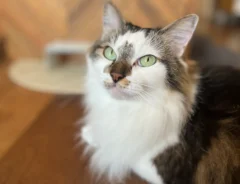 猫のブックエンドの写真（撮影：grapeライフハック編集部）