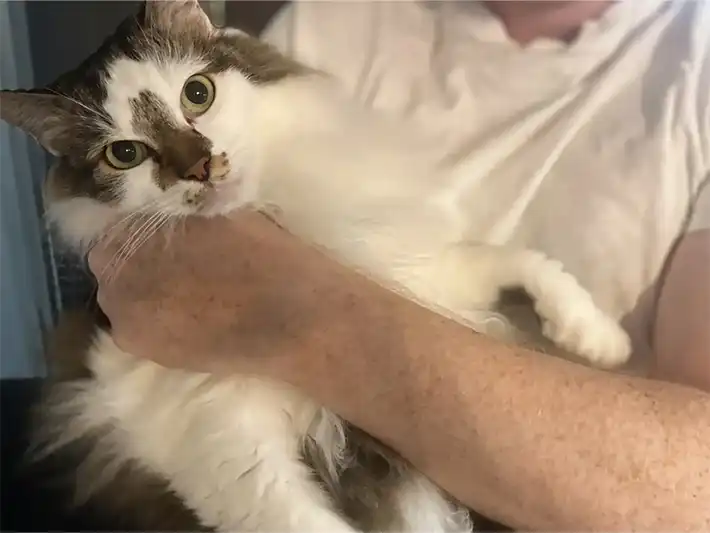 猫の毛が服についたらの写真（撮影：grapeライフハック編集部）