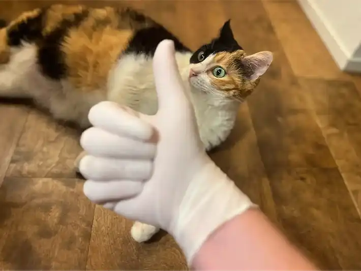 猫の毛が服についたらの写真（撮影：grapeライフハック編集部）