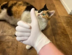 猫の毛が服についたらの写真（撮影：grapeライフハック編集部）