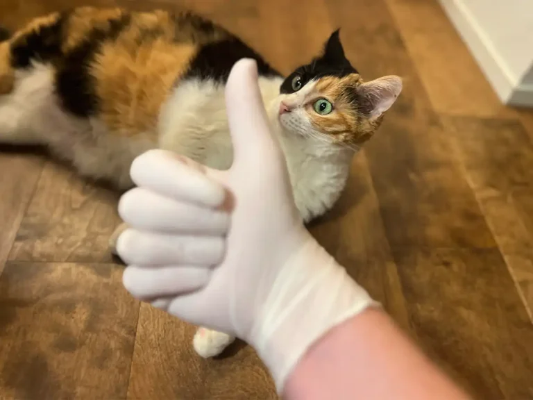 猫の毛が服についたらの写真(撮影:grapeライフハック編集部)