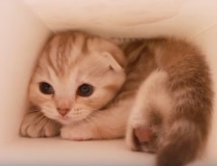 【箱の中から撮ってみた】子猫のかわいらしさにもう夢中！！