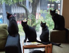 黒猫オンリーの猫カフェが話題　保護された猫たちに、新たな活躍の場を…！