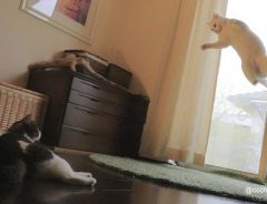 ぼよんぼよん跳ねる猫　重力無視、驚異のジャンプ！