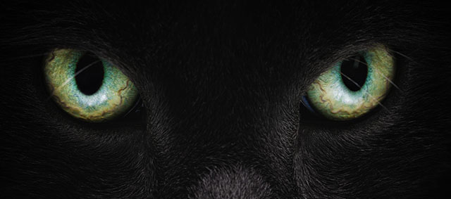 grey cat face closeup with green eyes, british cat