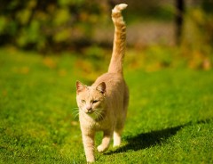 尻尾がカールした愛くるしい猫！　東南アジアにルーツを持つ長崎の尾曲がり猫とは？