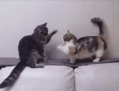 マンチカンの喧嘩がかわいい 他の猫と対決すると…？