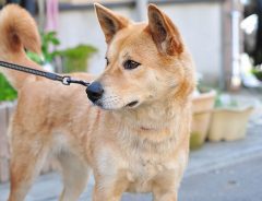 【熊本地震】家族とはぐれた犬や猫の現状　保健所では期間を設けて保護中