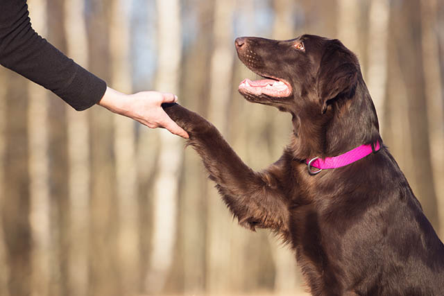 flat coated retriever dog giving paw