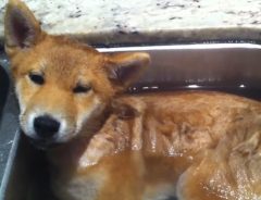 キッチンのお風呂で極楽じゃ～！　柴犬、とろけそう…