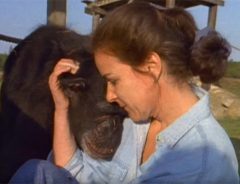 実験動物だったチンパンジー 18年後も恩人を覚えていた