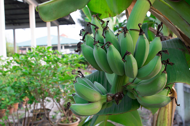 This is bananas "nam Wah", Banana varieties of Thailand.