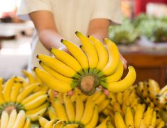 バナナが食べられなくなる！？　不治の病「新パナマ病」の脅威で絶滅の恐れ！