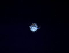 国際宇宙ステーションのガラスを傷つけた小さなゴミ　想像もできない世界に驚愕
