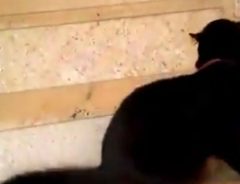 階段に寝そべる黒猫　個性的を通り越して予測不能な動きで階段を下りるのですが…