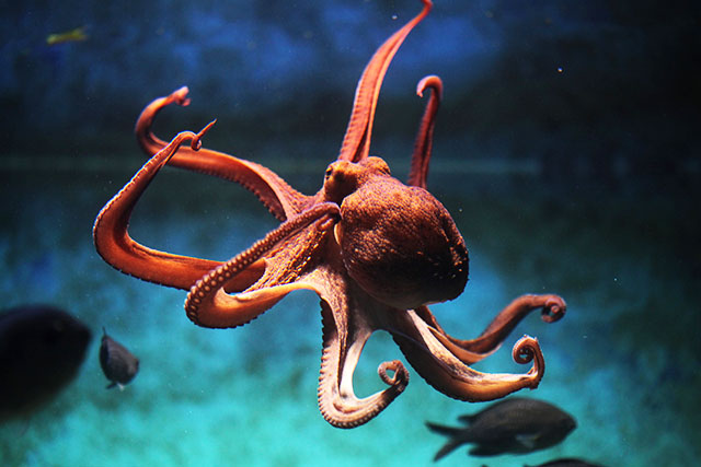 Common octopus (Octopus vulgaris). Wildlife animal.