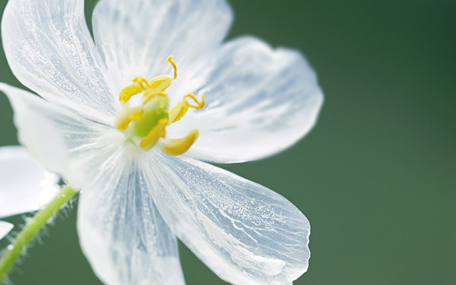 水に濡れると変化する神秘的な花 白い花びらがまるでガラス細工のよう