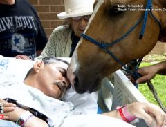 「おじいさん、今までありがとう」最期の別れを告げるため、病院へ来た馬
