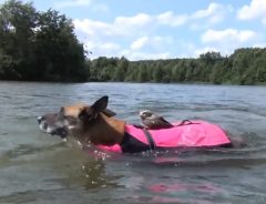「泳ぎは君に任せた！」泳ぐ犬の背中に乗るフクロウが可愛すぎる！