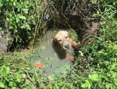 下水溝の中で助けを求めて鳴いていた子犬　災難の後には幸せが待っていた