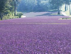５万株のラベンダーがつくる絶景　壮大な紫のじゅうたんに心が癒される♡