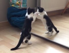 ニャんだおまえはっ！初めて鏡を見た子猫の怪しいリアクション（笑）