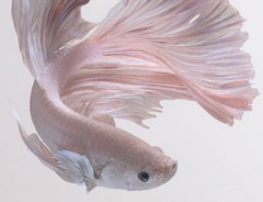 天女のような美しさ　タイ人カメラマンの写し出す幻想的な魚の姿に圧倒される