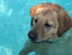 「足、つくやん…」プールで得意そうに泳ぐ犬　途中で足がつくことに気づいて微妙な表情