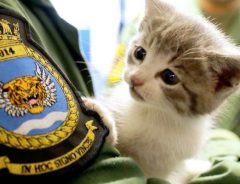 イケメン大尉が子猫を保護　「どっちを見たらいいの？」女性たちから悲鳴