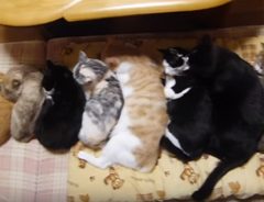 一列に並んで眠る猫たち　まるで縦列駐車（笑）