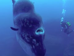 ダイビング中に突如現れた巨大魚、人間をも吸い込めそう！？