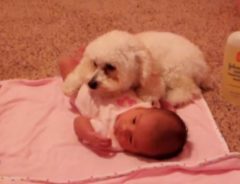 「赤ちゃんはボクが守る！」犬が敵視しているヤツの正体に…思わずオイッ！