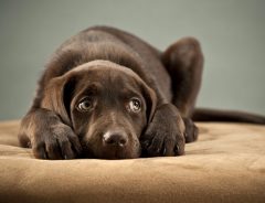 犬が雷を怖がったら… 動物愛護団体が発表した対策が助かる！