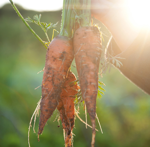 Bunch of freshly dug-up carrots