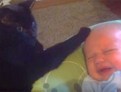 泣いてる赤ちゃんを、モフモフな手であやす猫　「ぼくに任せれば一発ニャ」