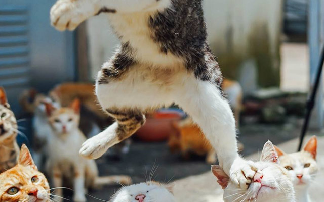 飛ぶ猫 踏まれる猫 そして見守る猫 シュールすぎる１枚の写真 Grape グレイプ
