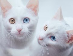 そっくりな双子の美猫　左右の目の色が違うところまで同じ…！【１４枚】