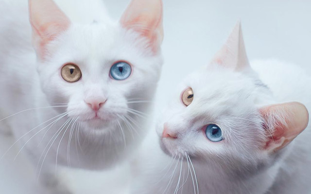 そっくりな双子の美猫 左右の目の色が違うところまで同じ １４枚 Grape グレイプ