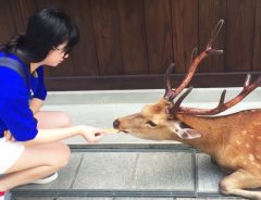 奈良の鹿の動画が、海外で大絶賛！その理由が嬉しい