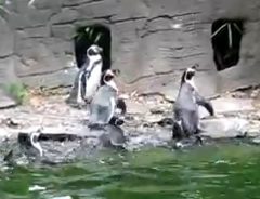 「ちょうちょだ～」夢中で追いかけるペンギンたちがカワイイ