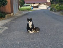 先日会った猫さんが、道の真ん中で待っていた　その背後には…