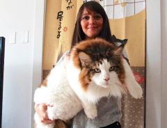 ニューヨーク最大の猫がデカすぎる！なんと…体長１２０cm！？