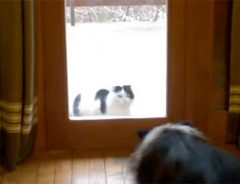 猫お嬢様のために、ドアを開け閉めする犬執事あらわる…