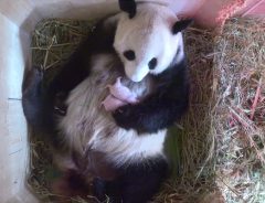 絶対に離さない　生まれたばかりの赤ちゃんパンダを抱きかかえる母の愛